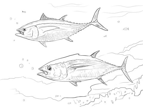 Yellowfin Tuna Coloring Page